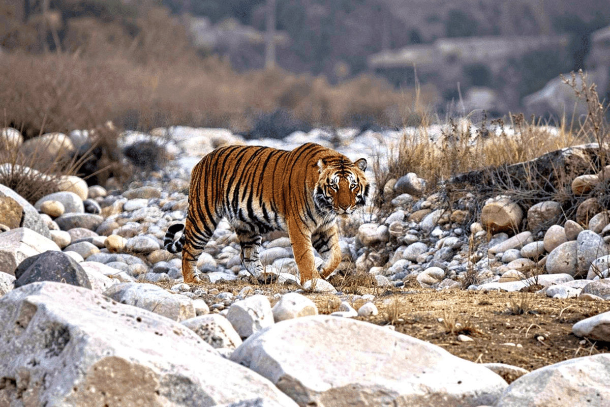 Exclusive Jeep Safari with Expert Tracker