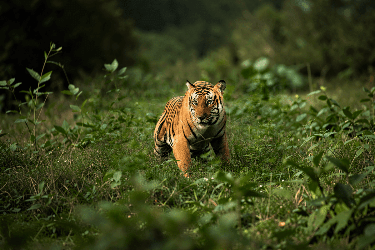 Exclusive Jeep Safari with Expert Tracker
