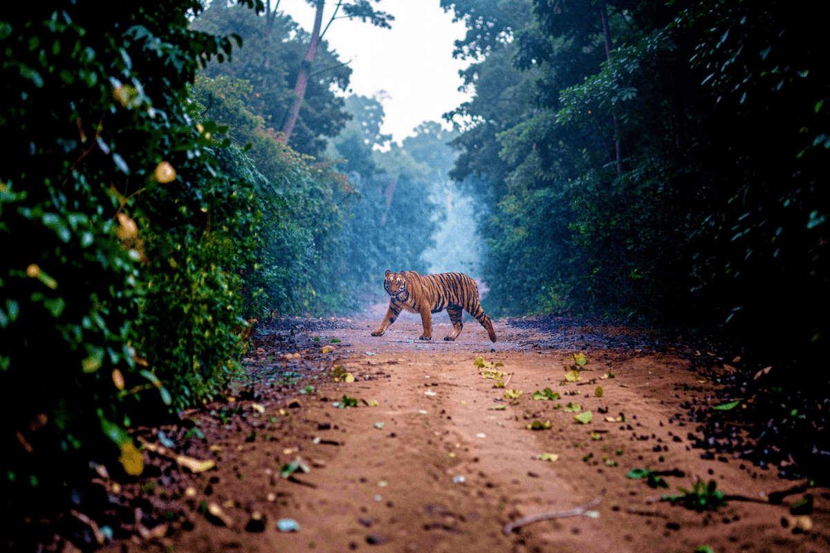 Canter safari at Dhikala