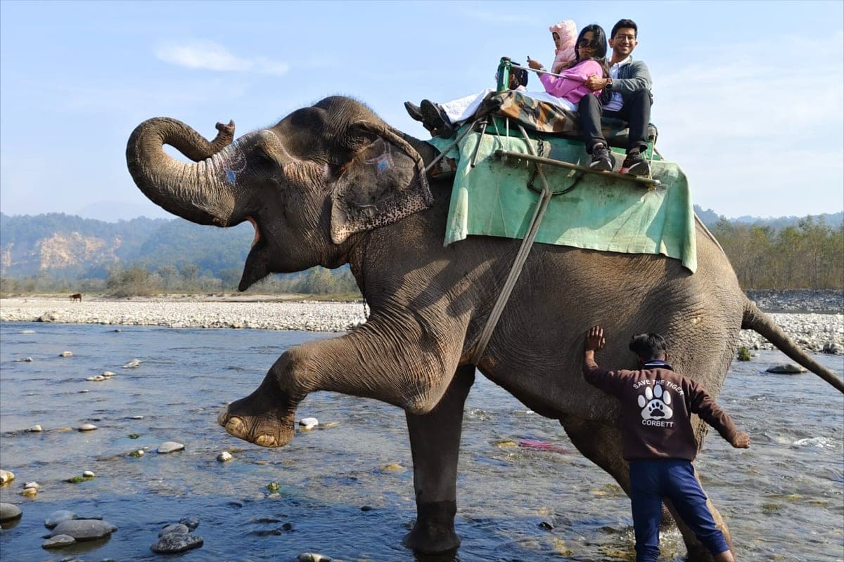 Elephant Safari in corbett
