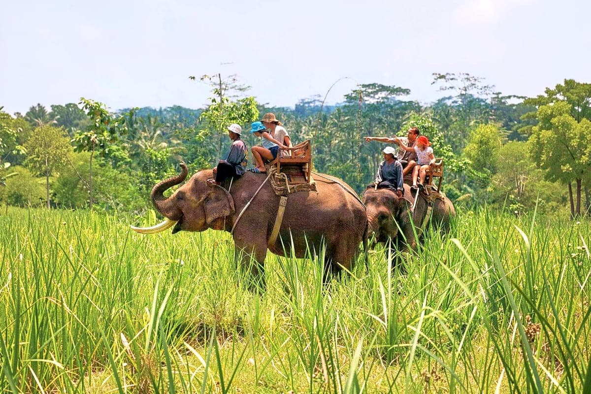 Elephant Safari in corbett