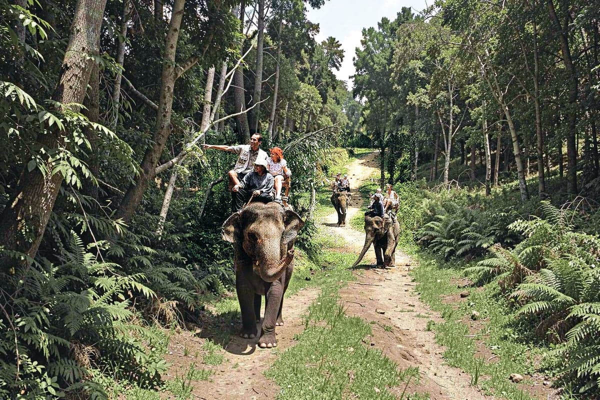 Elephant Safari in corbett
