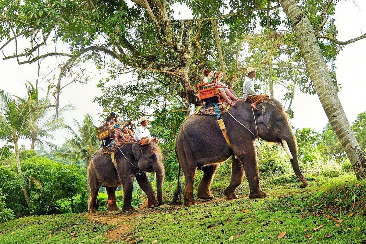 Elephant Safari in corbett