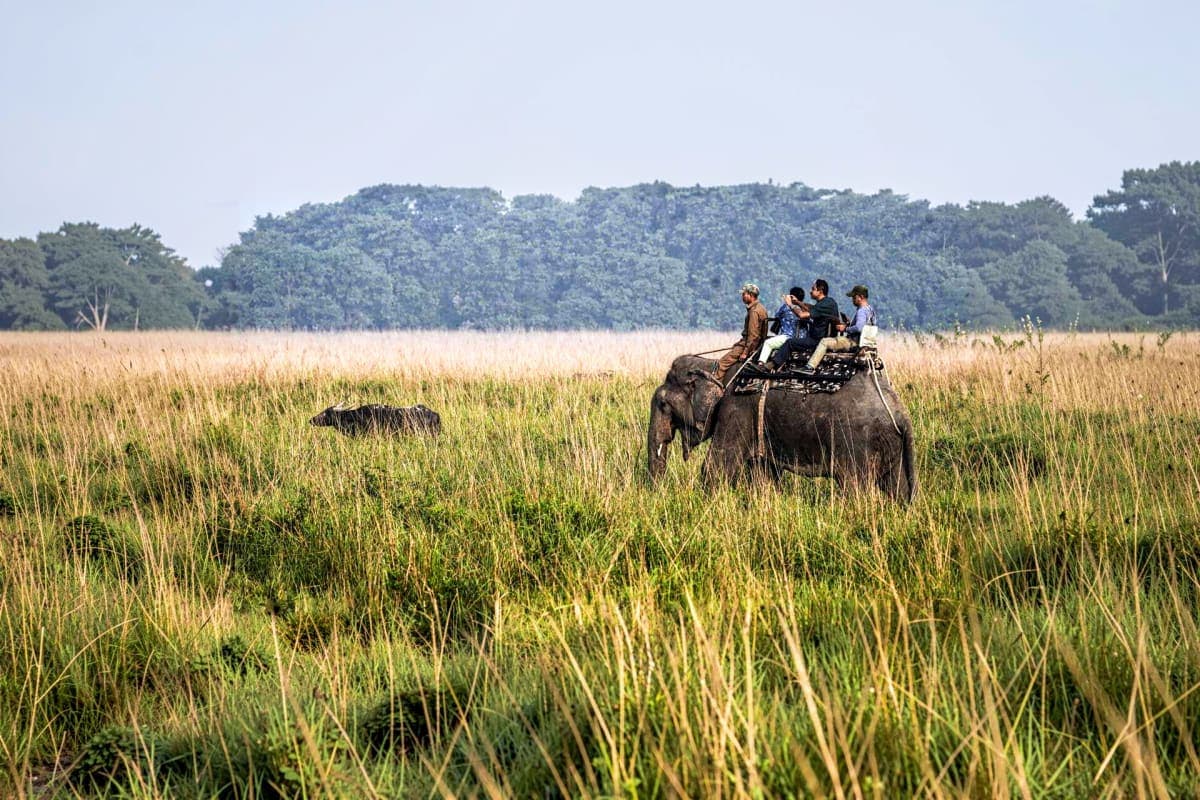 Elephant Safari in corbett
