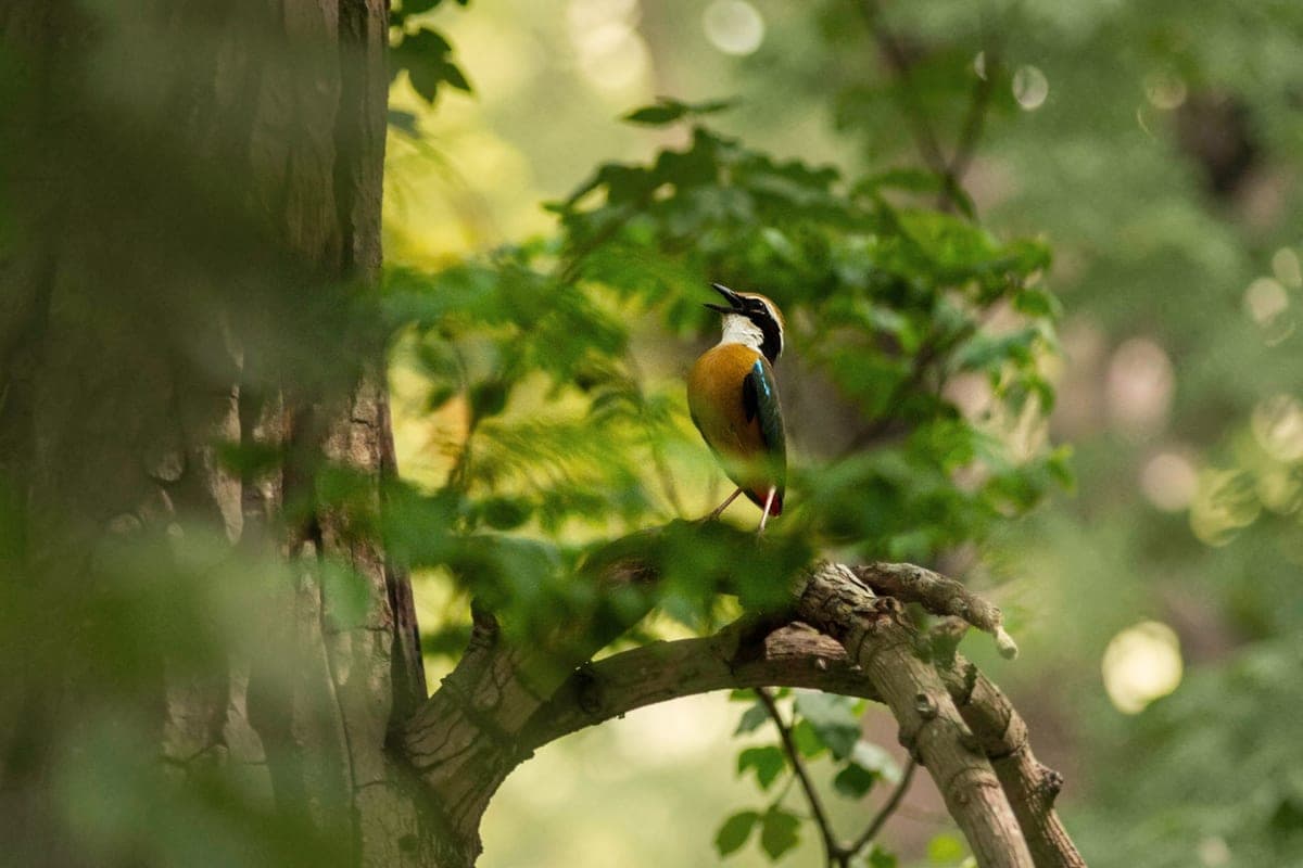 Bird Watching and Nature Walk in Corbett