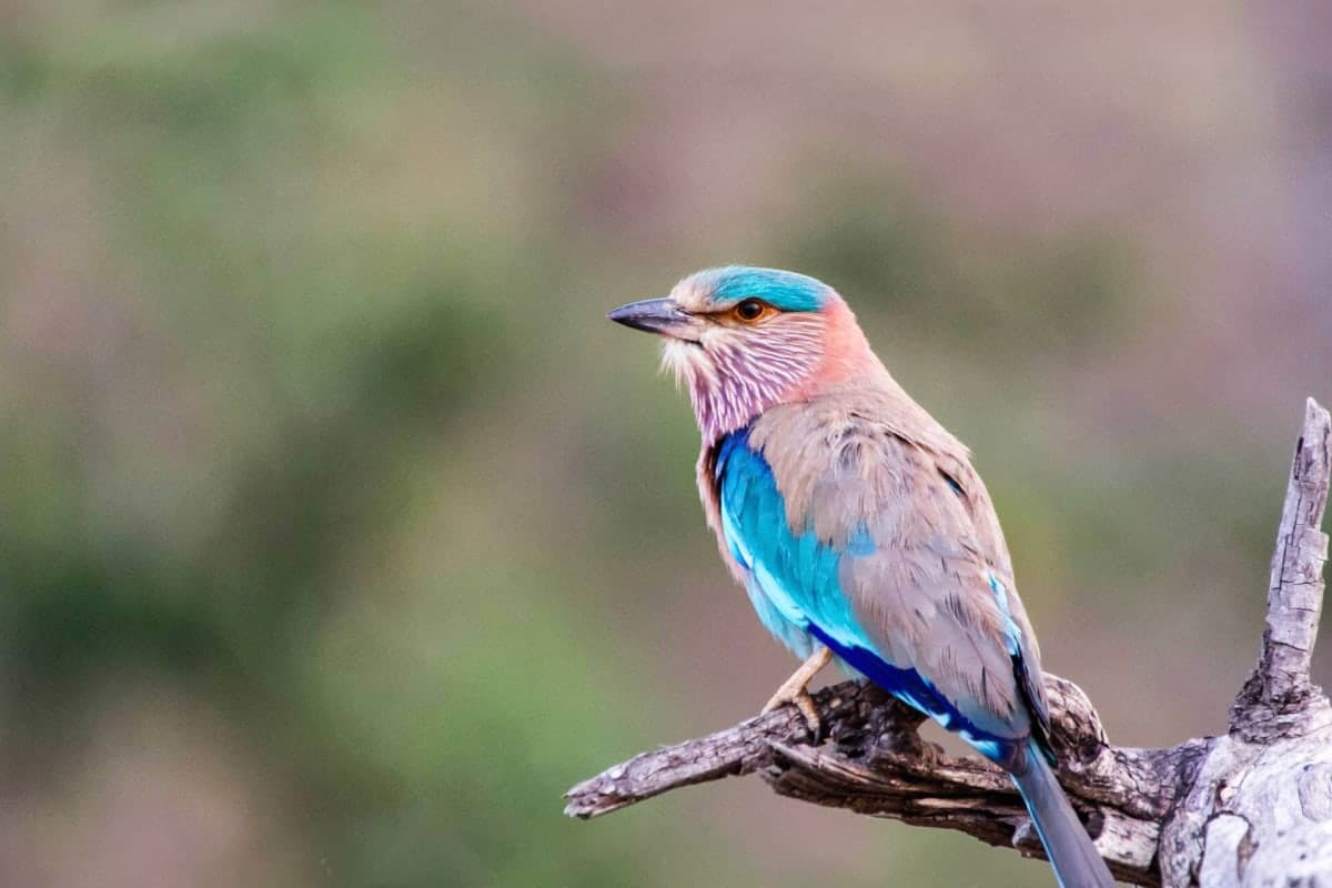 Bird Watching and Nature Walk in Corbett