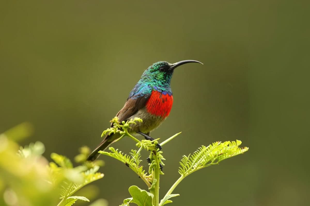 Bird Watching and Nature Walk in Corbett