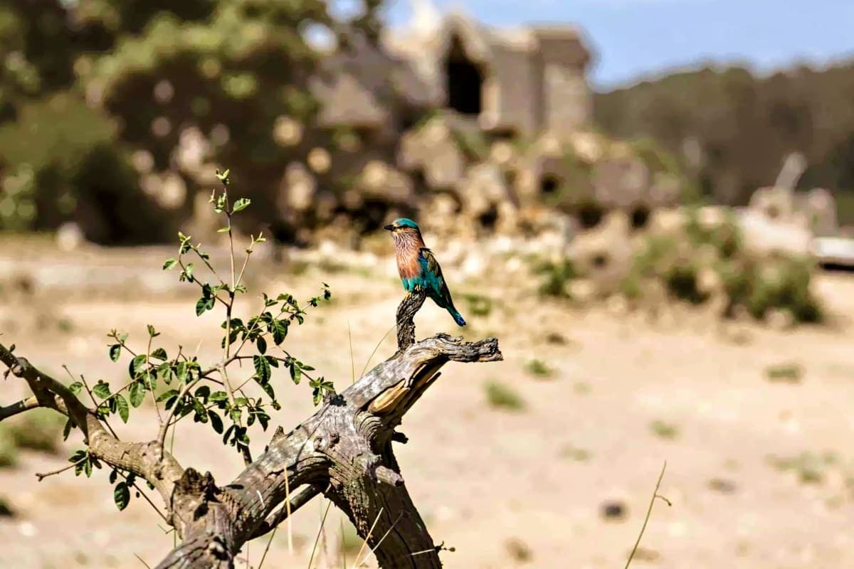 Bird Watching and Nature Walk in Corbett