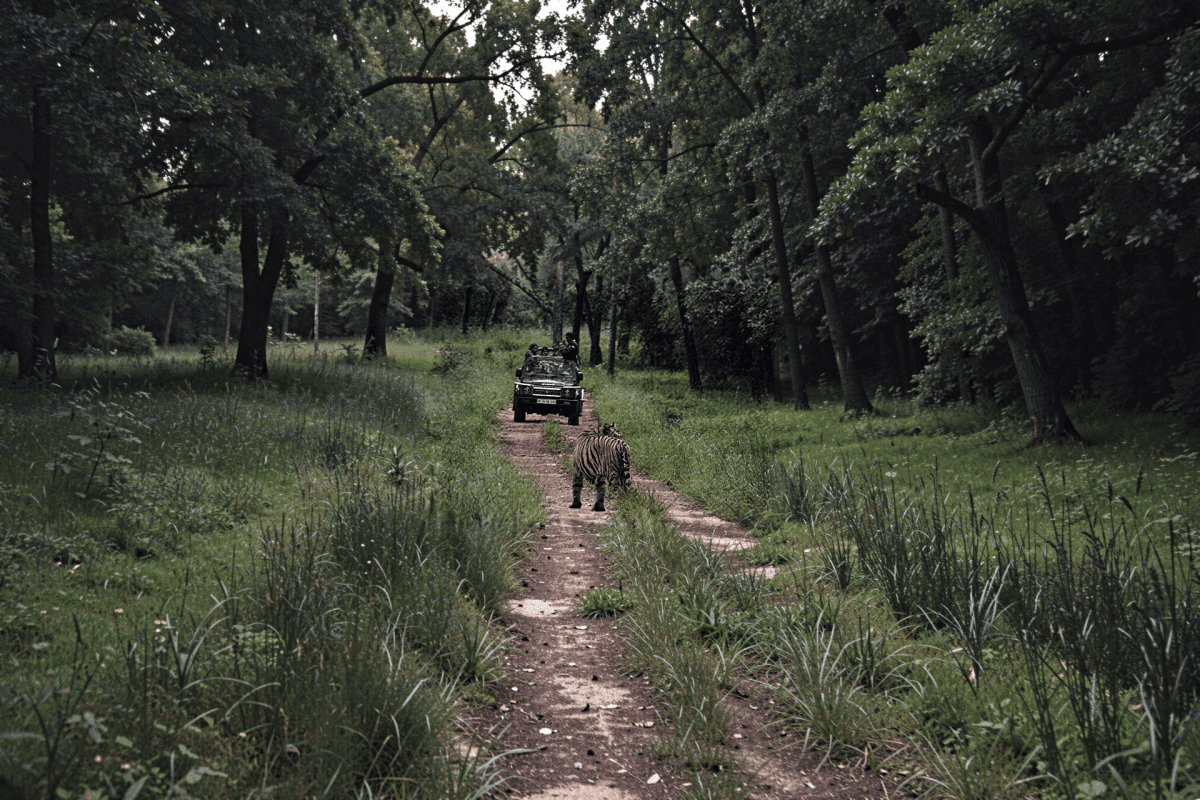 Tadoba