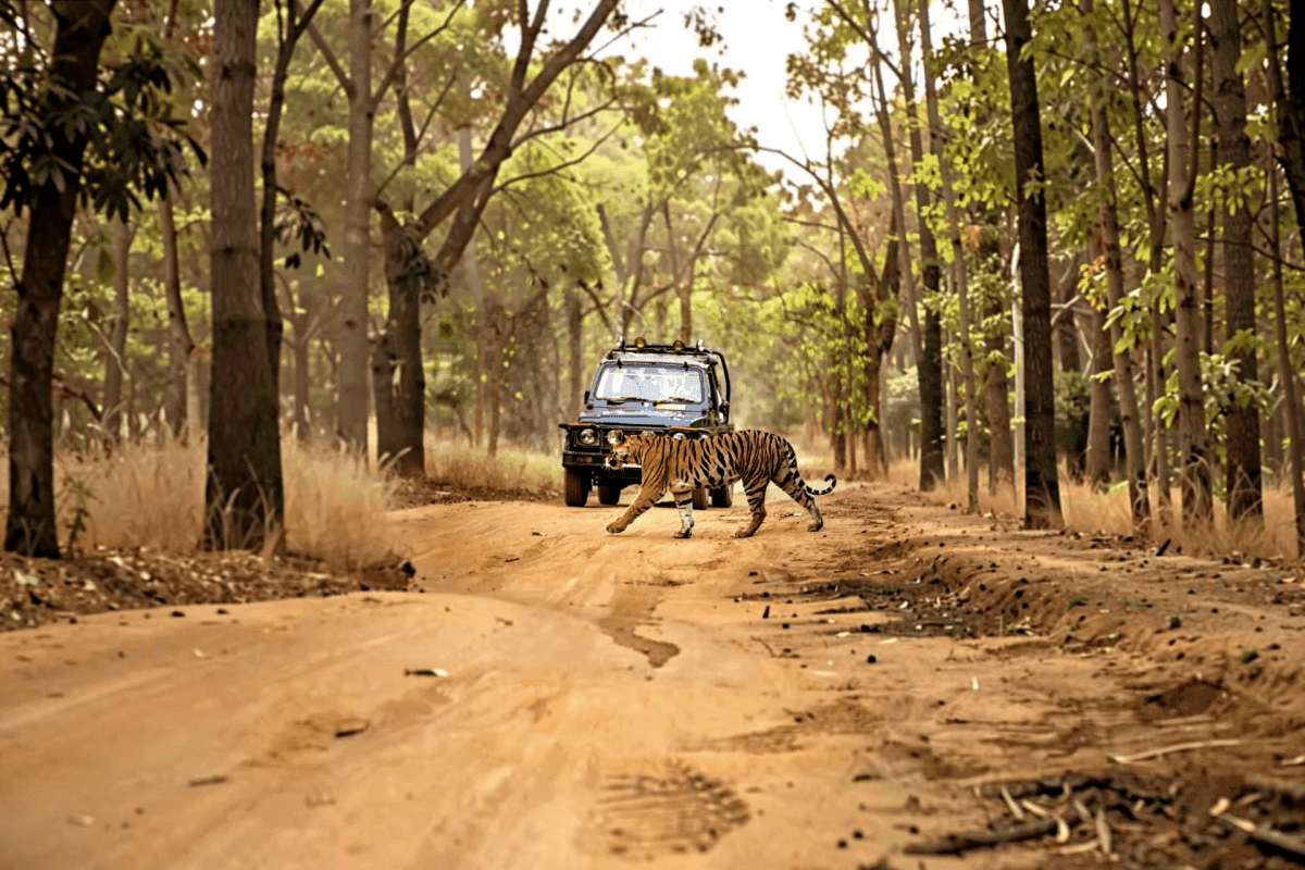 Exclusive Jeep Safari Buffer