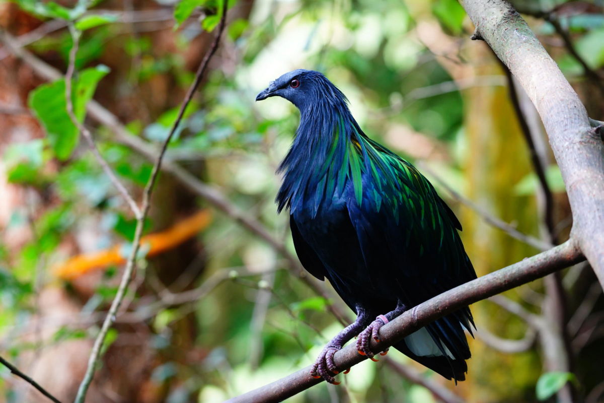 Phuket Bird Park