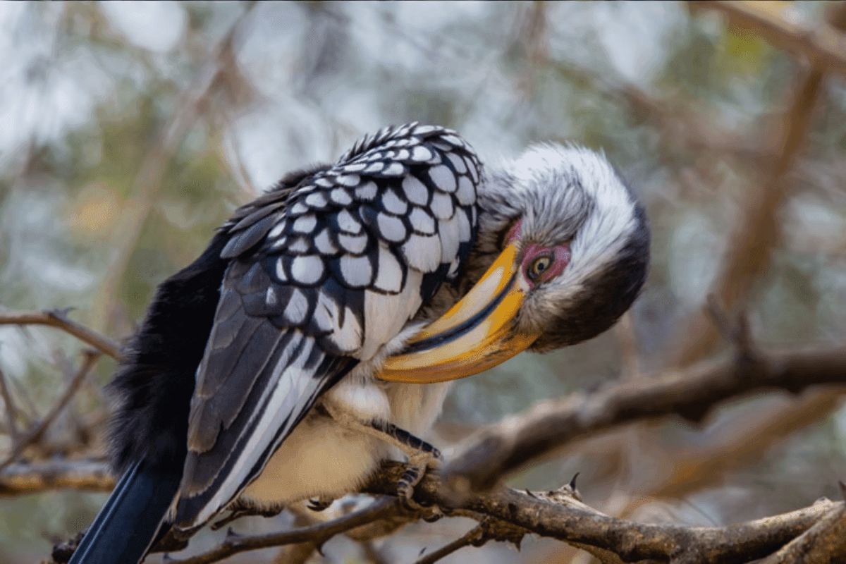 Phuket Bird Park