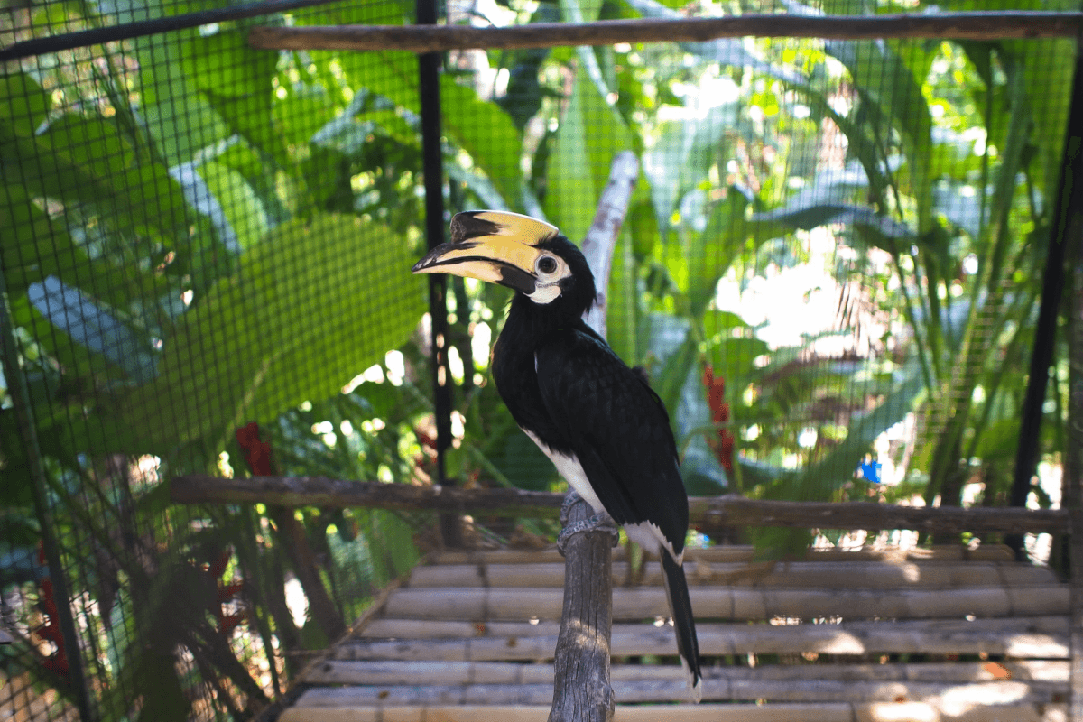 Phuket Bird Park