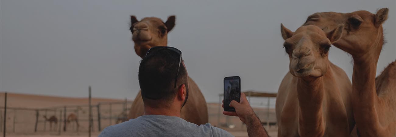 desert safari camel camp