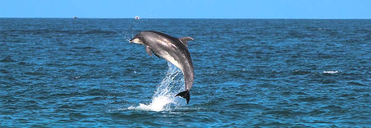 Amazing Dolphins