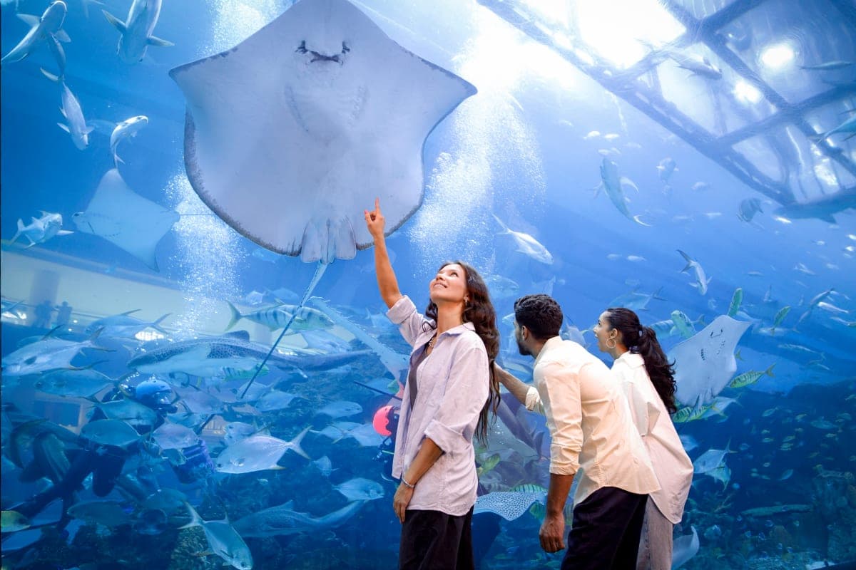 dubai mall aquarium underwater zoo dubai uae