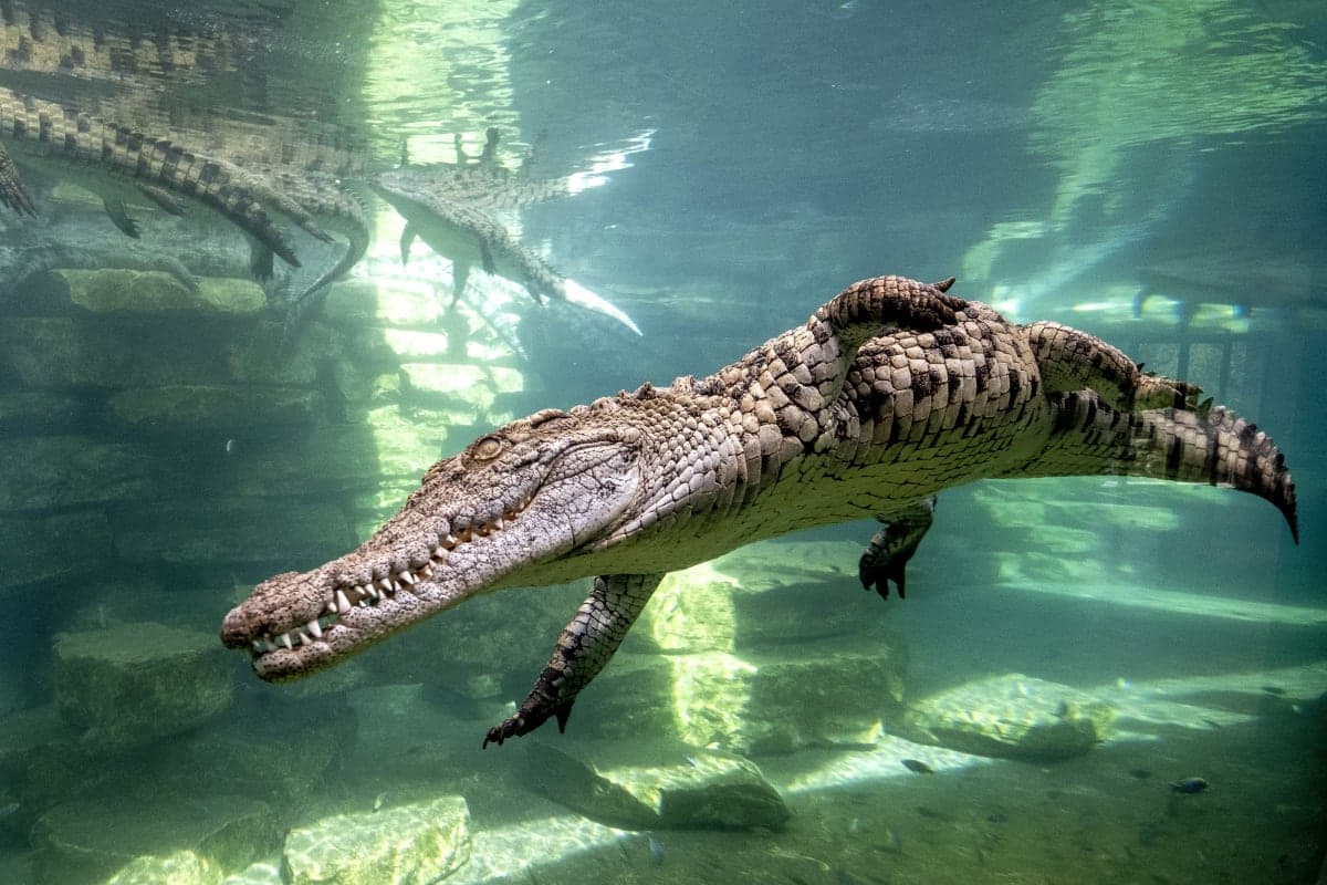 Crocodile 1