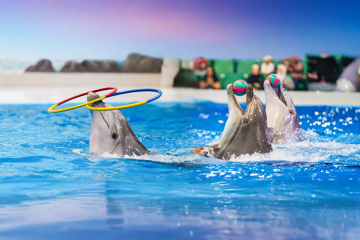 Dolphin 2