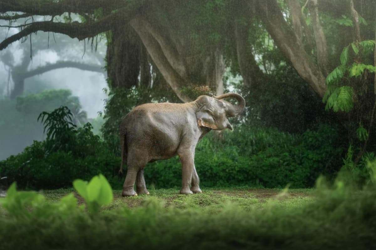 Elephant Jungle Sanctuary