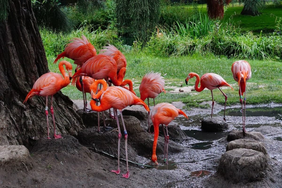 Kuala Lumpur Bird Park