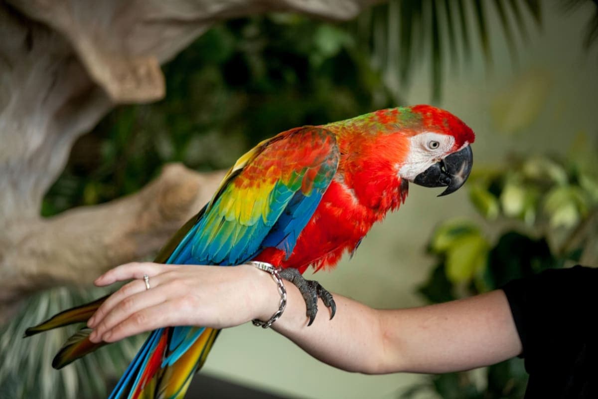 Penang Bird Park
