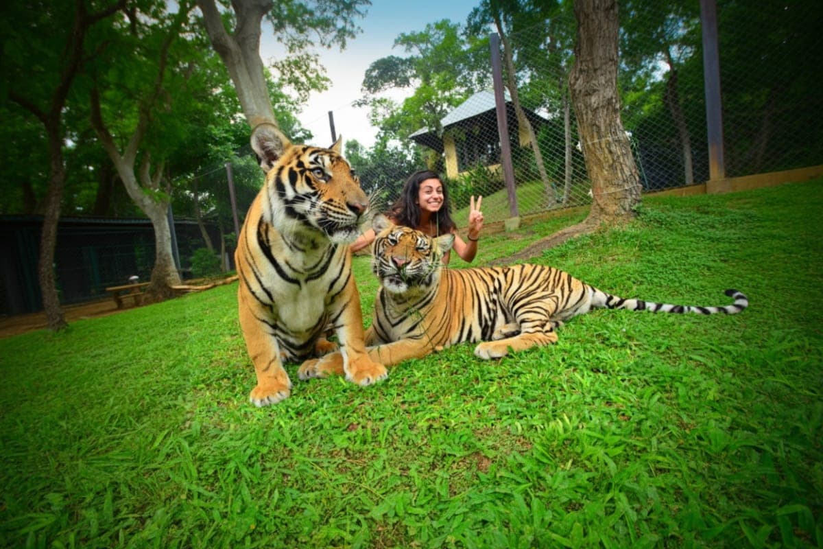Phuket City tour with Tiger Kingdom